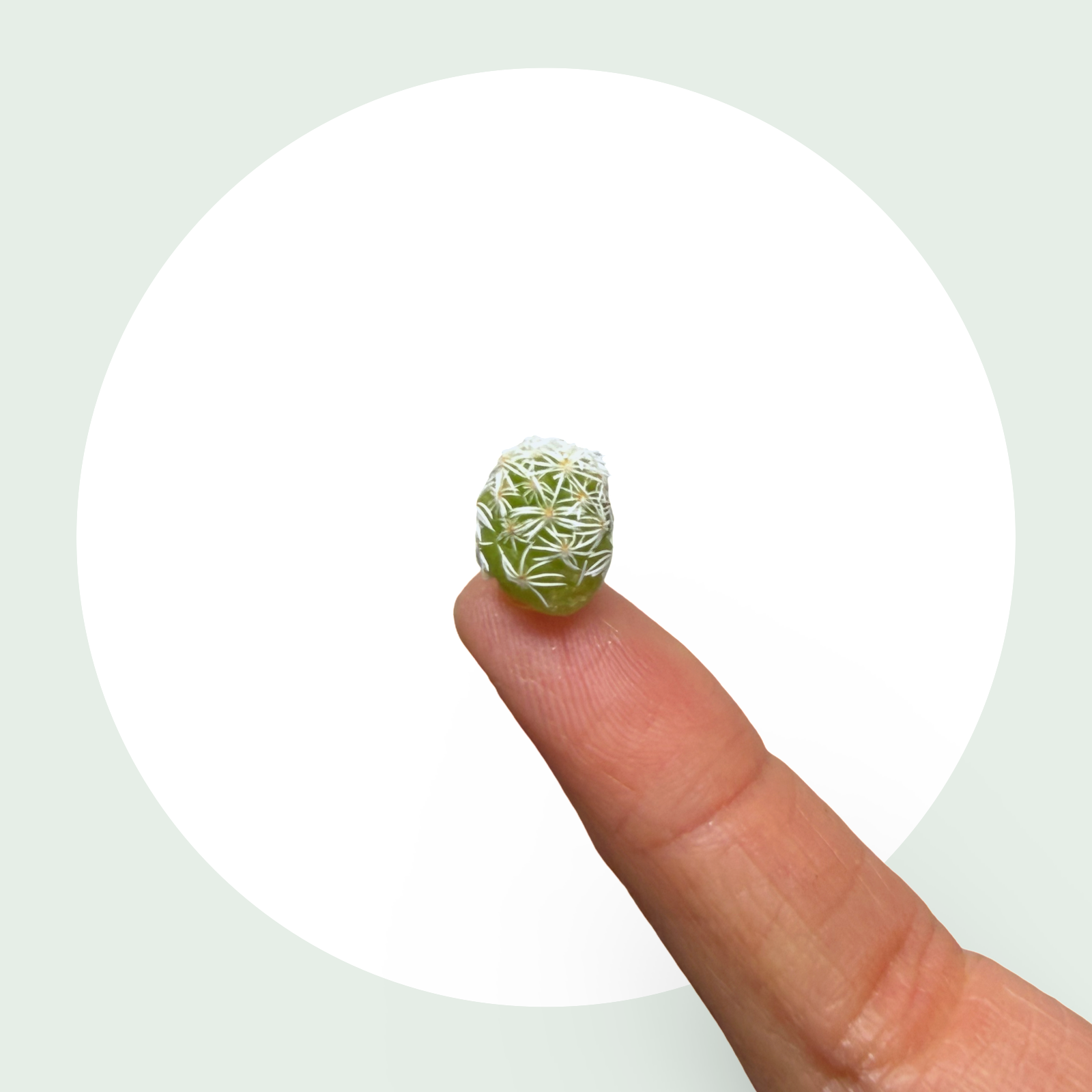 Thimble Cactus Replacement Kit – Real Tiny Plants
