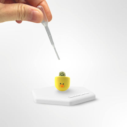 Chick Magnet