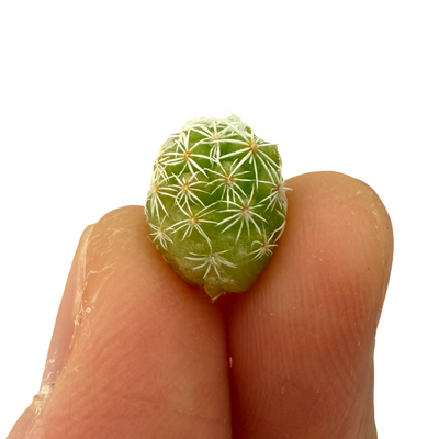 Living Thimble Cactus