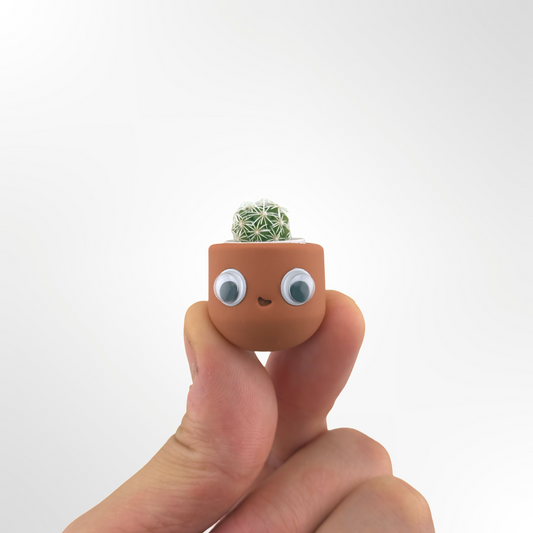 Tiny Potta