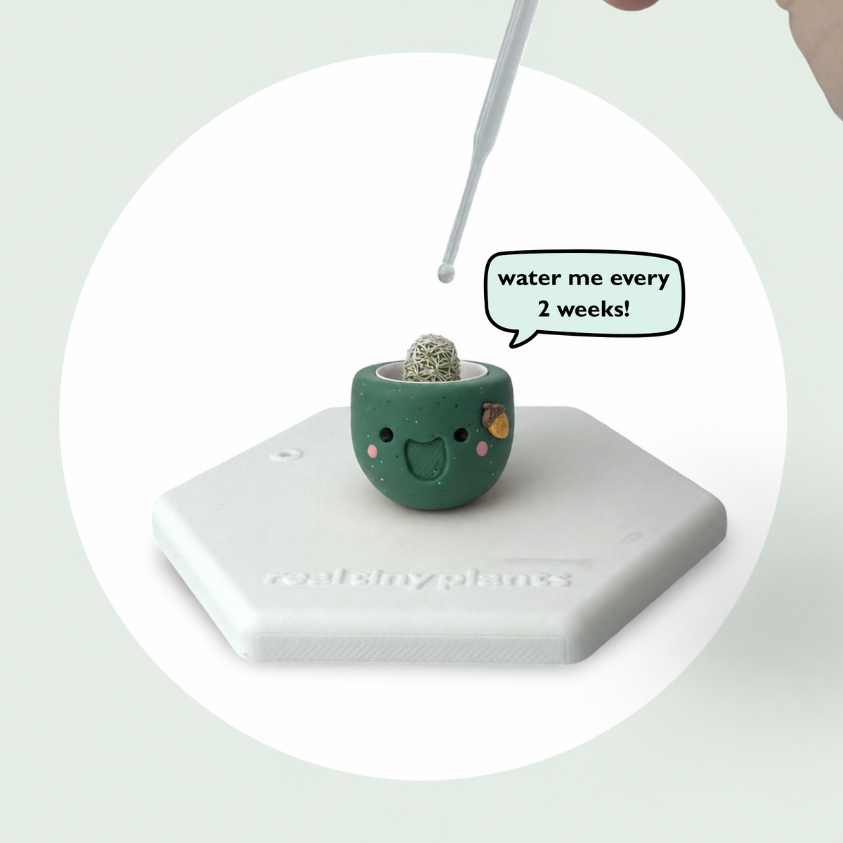 Dropper watering Acorny with a speech bubble that says water me every 2 weeks