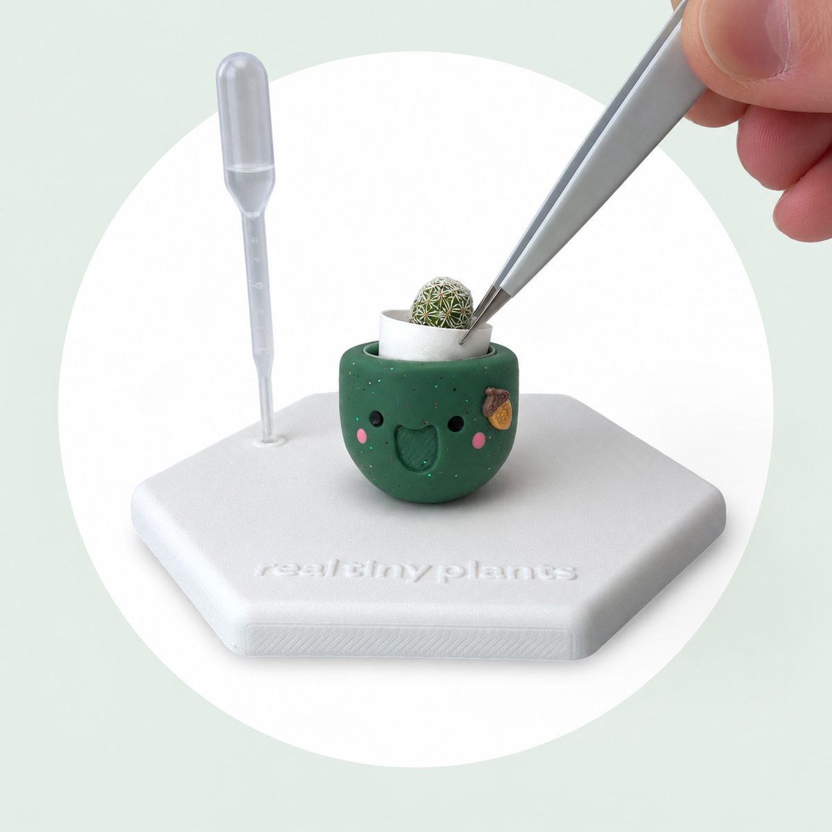 Tweezers place the live thimble cactus into the white inner pot inside Acorny