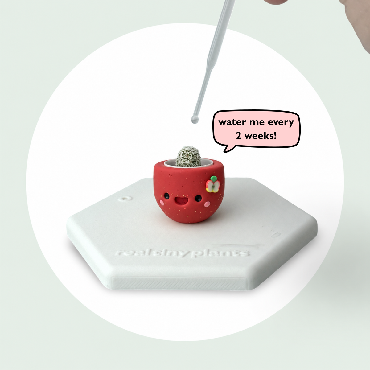 Dropper watering Apple Cider with a speech bubble that says water me every 2 weeks