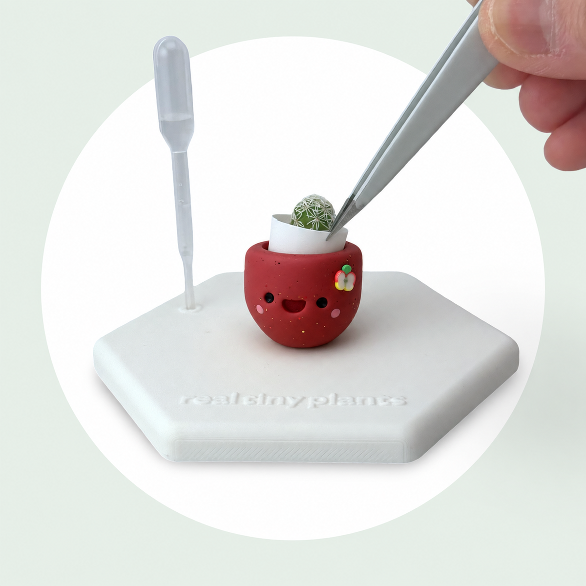 Tweezers place the live thimble cactus into the white inner pot inside Apple Cider