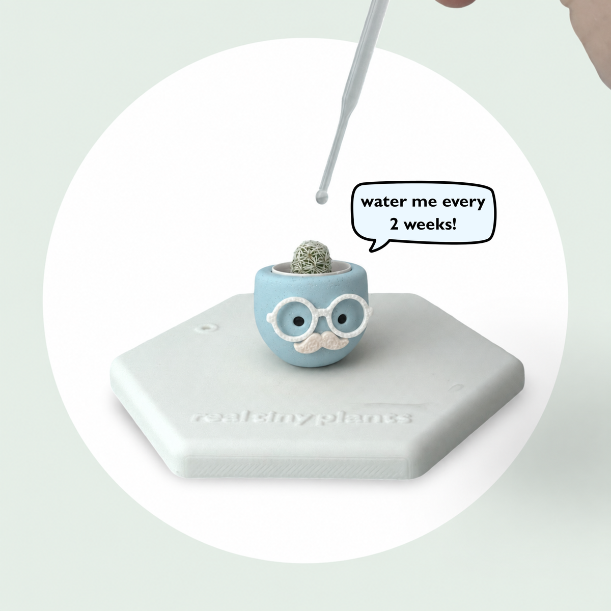 Dropper watering Chilly Chap with a speech bubble that says water me every 2 weeks