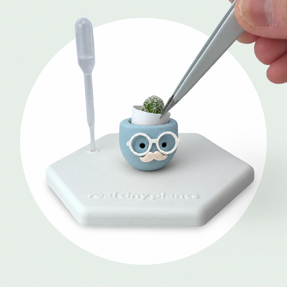 Tweezers place the live thimble cactus into the white inner pot inside Chilly Chap