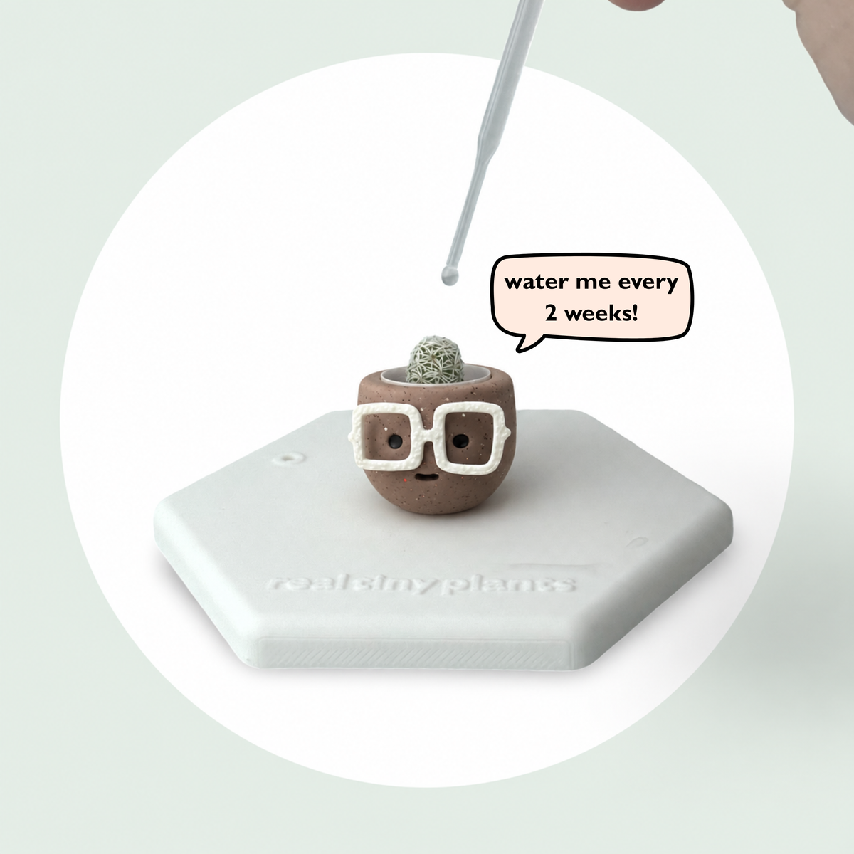 Dropper watering Hot Cocoa with a speech bubble that says water me every 2 weeks