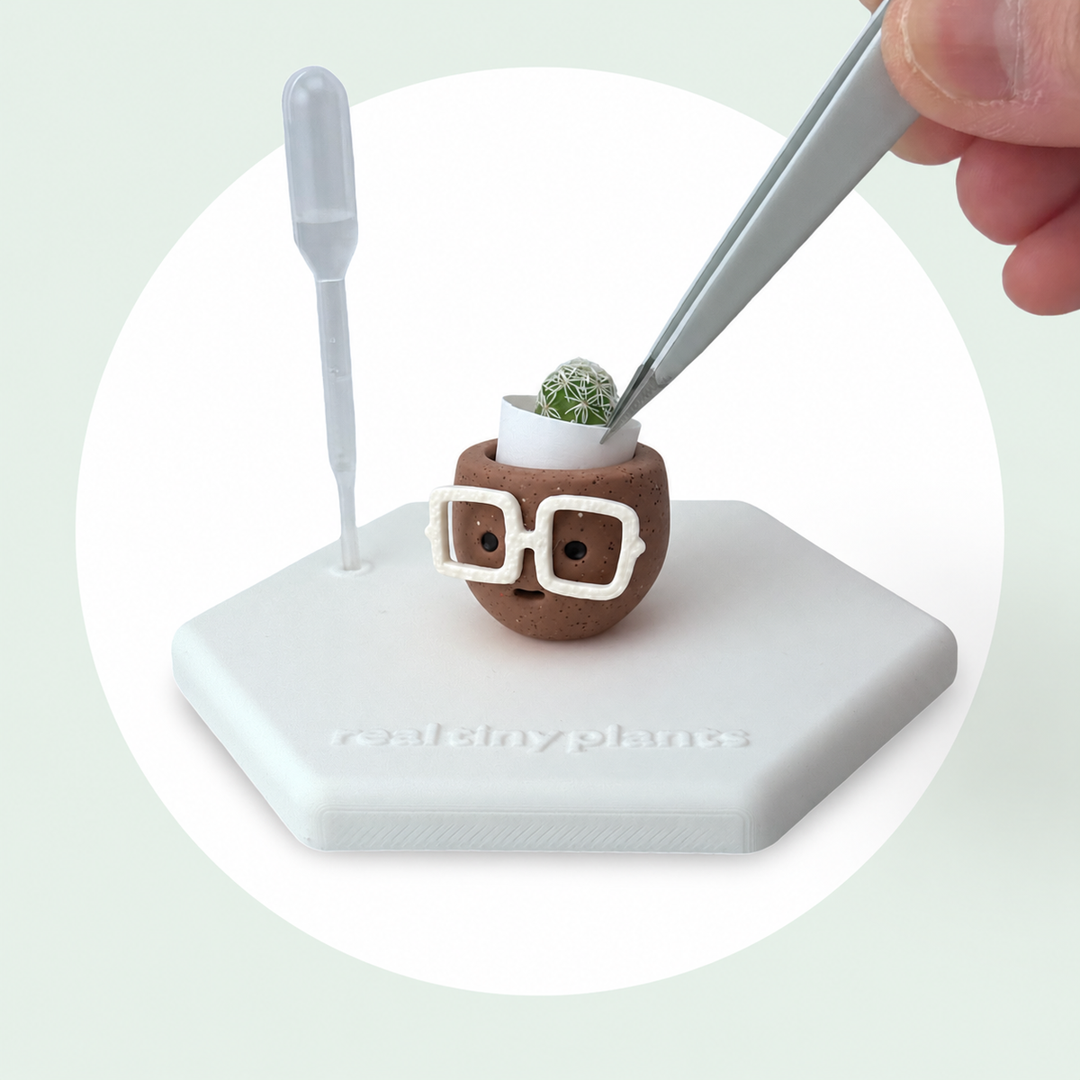 Tweezers place the live thimble cactus into the white inner pot inside Hot Cocoa
