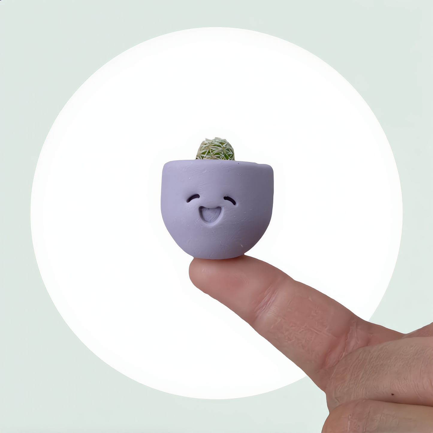 Little Lavender