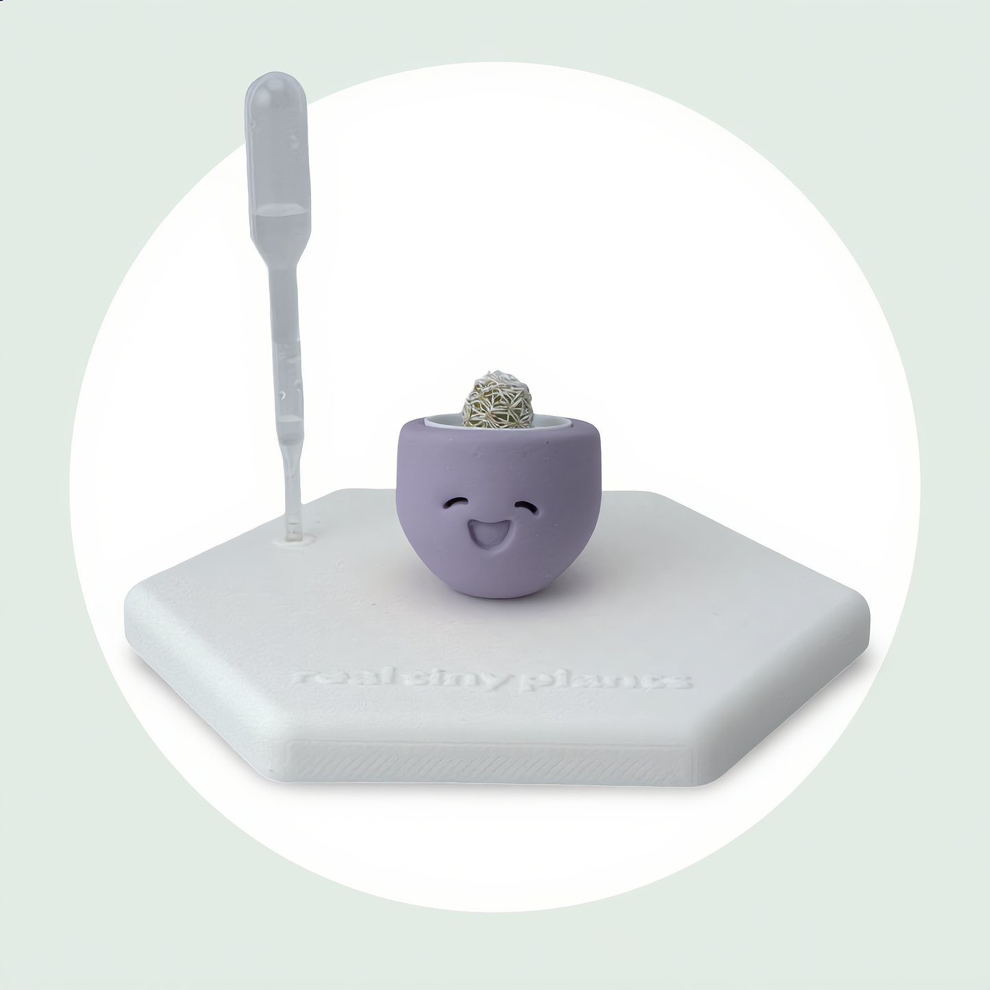 Little Lavender