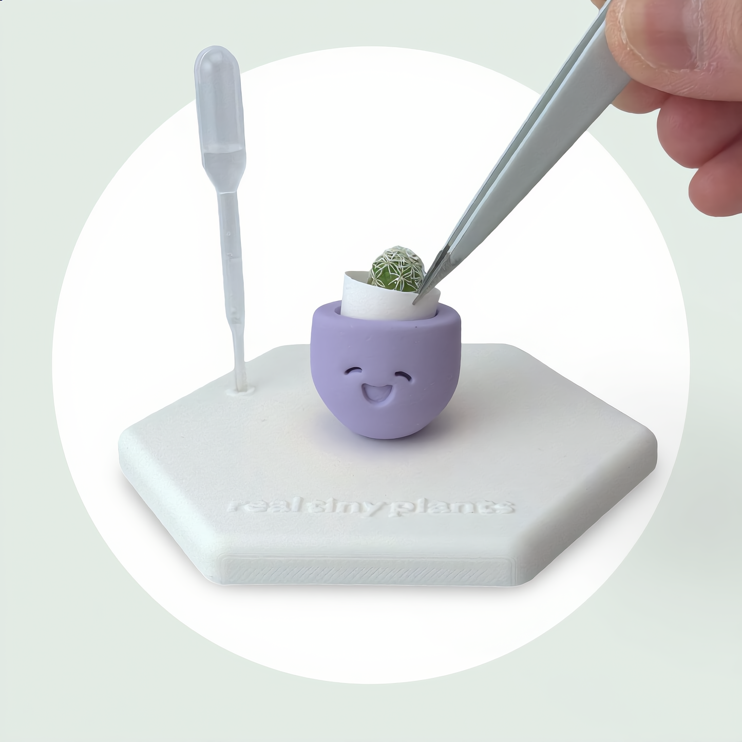 Little Lavender