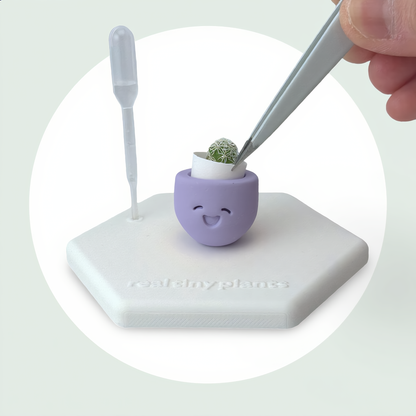 Little Lavender