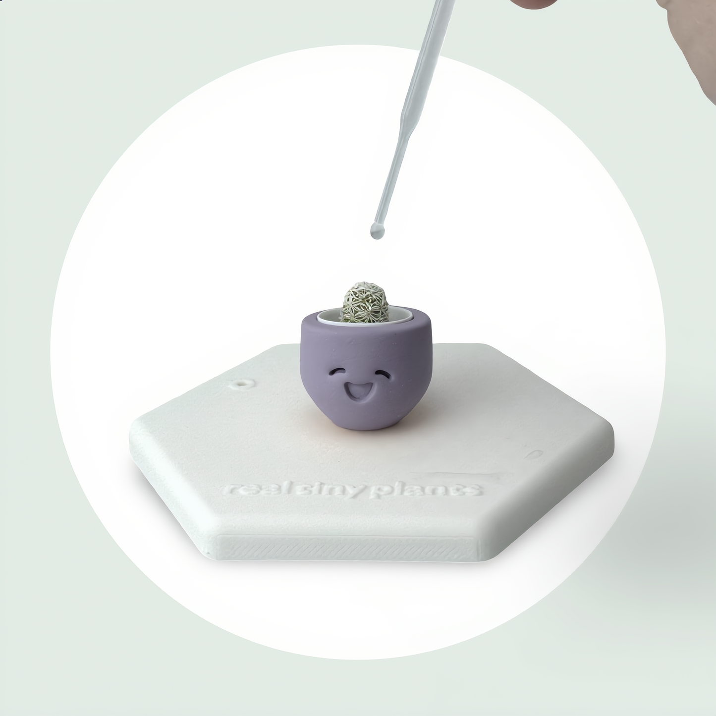 Little Lavender