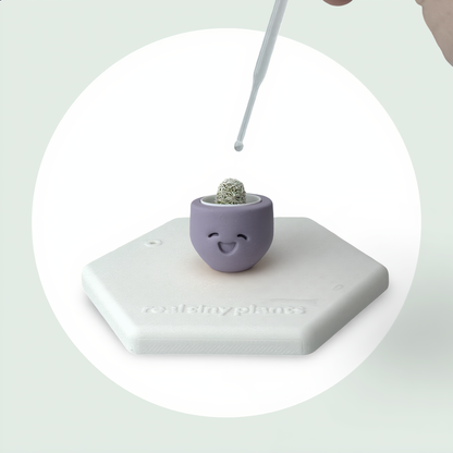 Little Lavender