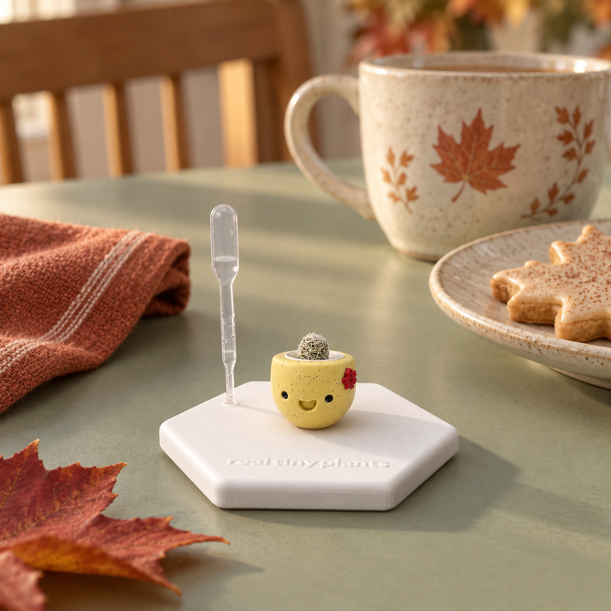 Maple Cookie tiny cactus on its white hexagon coaster on a cozy table beside a maple leaf mug, a leaf-shaped cookie, and autumn leaves