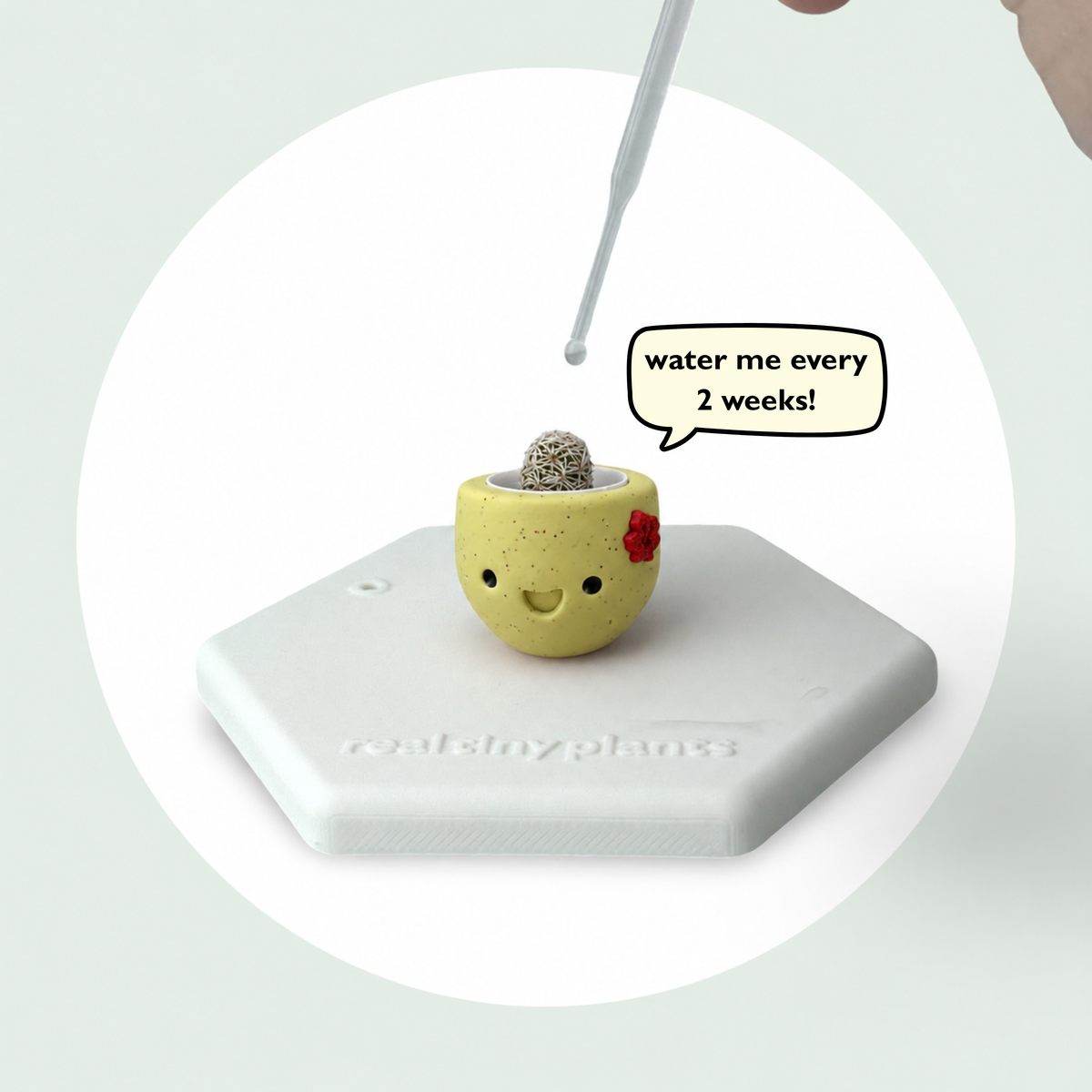 Dropper watering Maple Cookie with a speech bubble that says water me every 2 weeks