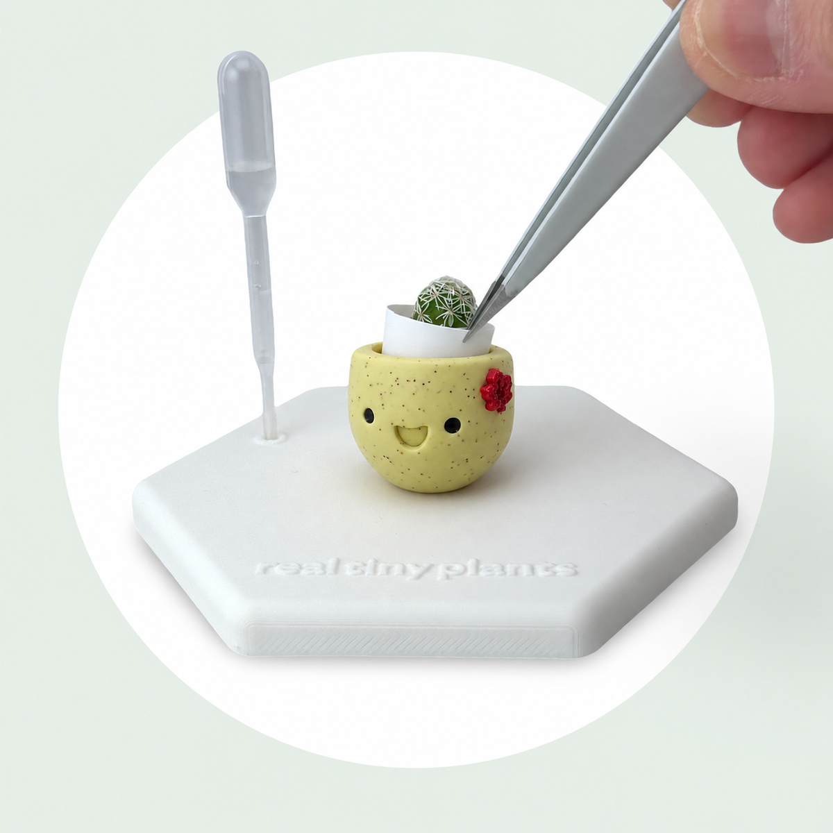 Tweezers place the live thimble cactus into the white inner pot inside Maple Cookie