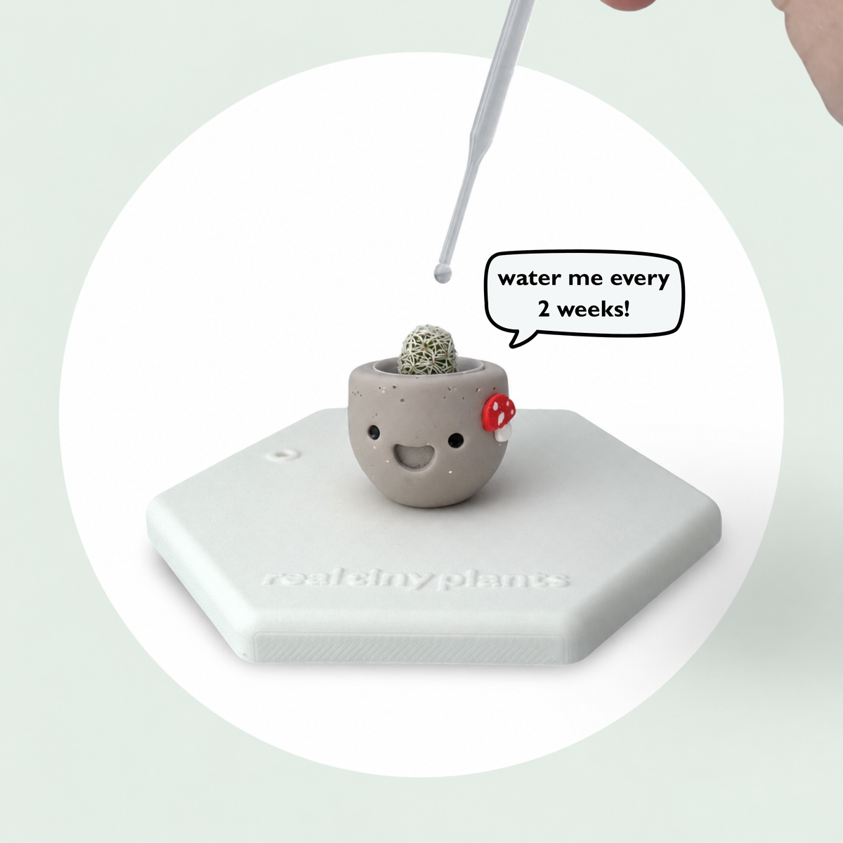 Dropper watering Mushroom Munchkin with a speech bubble that says water me every 2 weeks