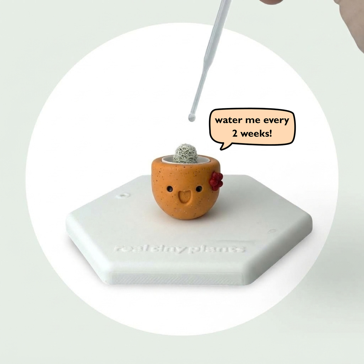 Dropper watering Pumpkin Spice with a speech bubble that says water me every 2 weeks